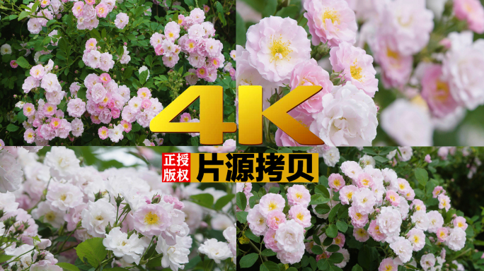 4k园林蔷薇花花墙花瀑布12条素材灰片