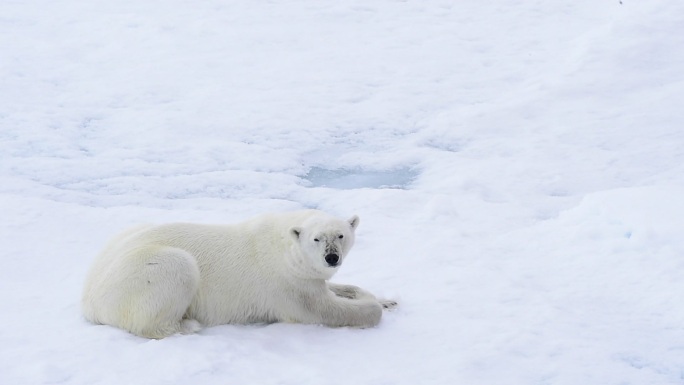 北极熊躺在海冰上