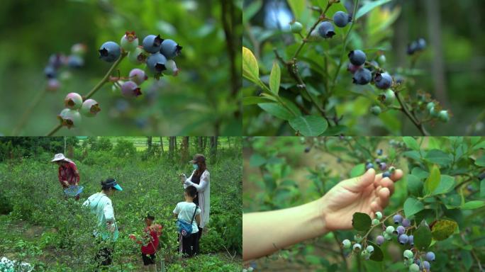 采摘蓝莓-水果-蓝莓-农家乐