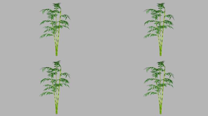 3竹子生长-带透明通道