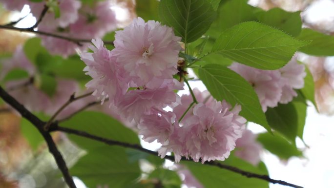 樱花特写实拍