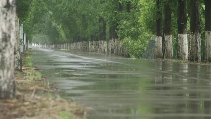 空镜-大雨中的乡村林荫大道