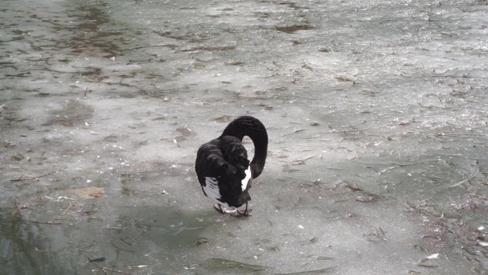站在冰面上的黑天鹅在梳理羽毛