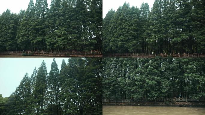 【4k】水杉林嘉兴河道