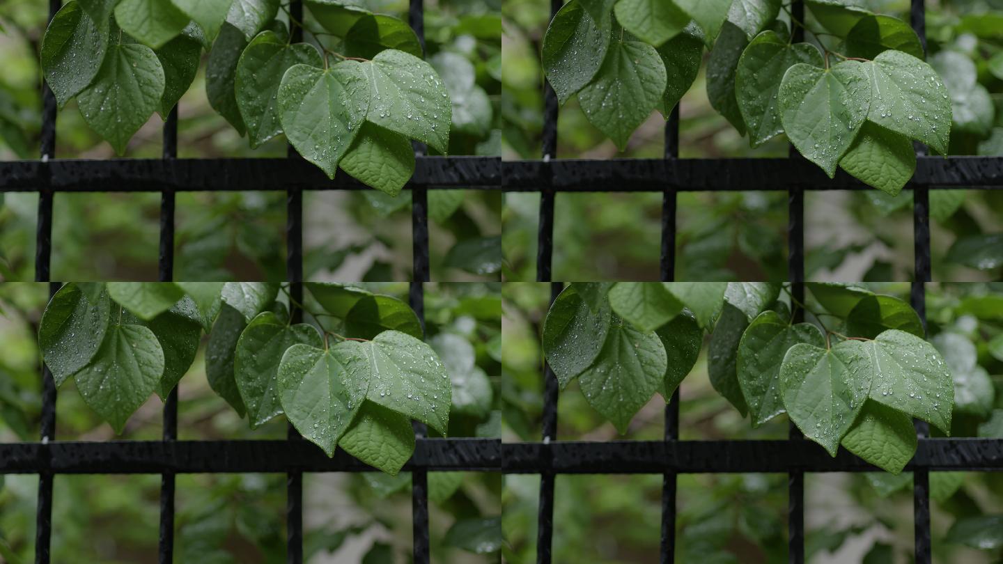 6K雨后的绿色叶子【0.5x】02