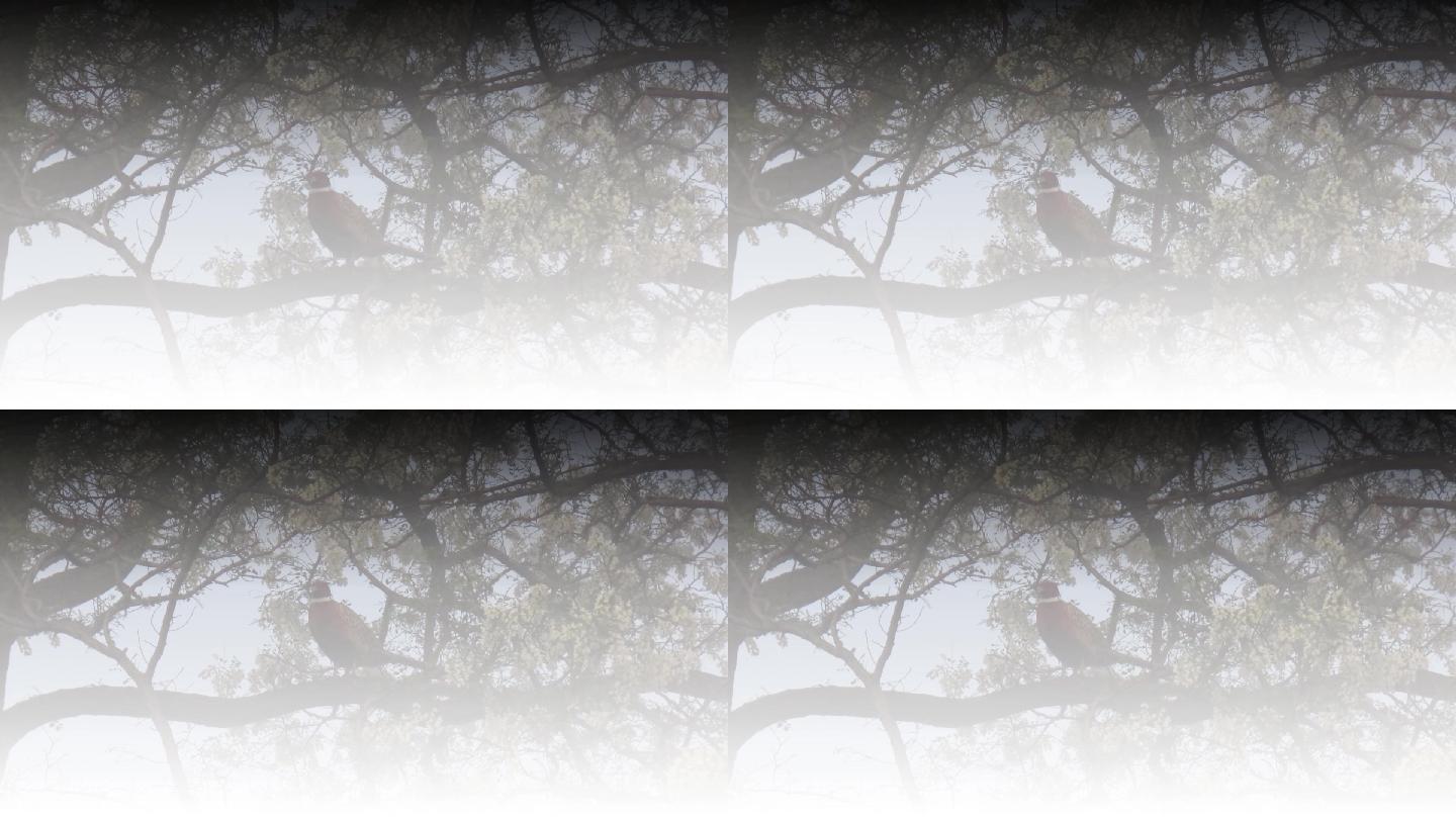 大雾环颈雉在大槐树上栖息