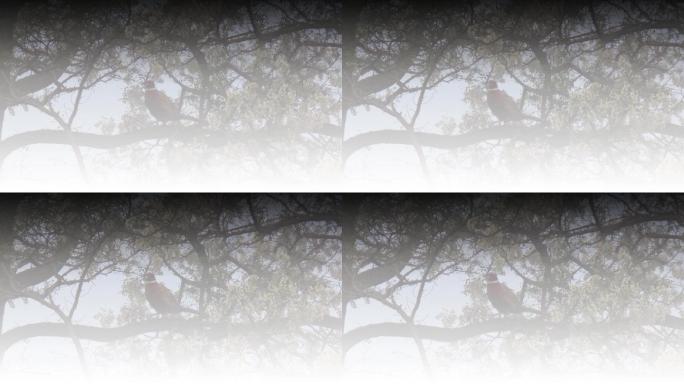 大雾环颈雉在大槐树上栖息