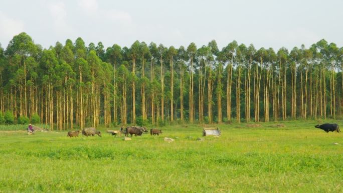 户外草地树林放牛回家