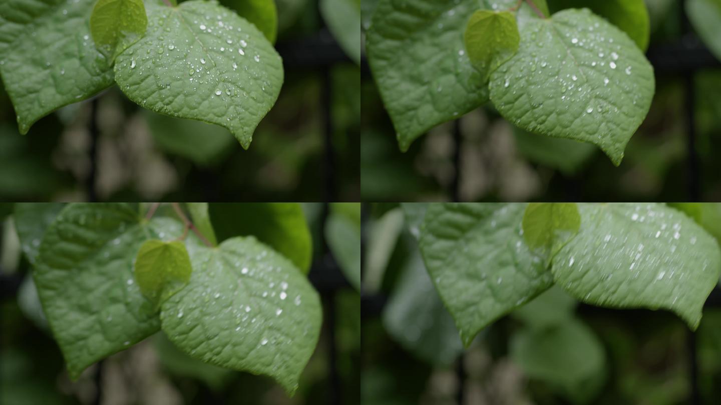 6K雨后的绿色叶子【0.5x】05
