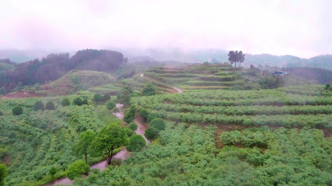 4K航拍贵州黄平蓝莓种植基地