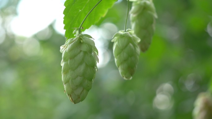 种植园里的啤酒花树枝