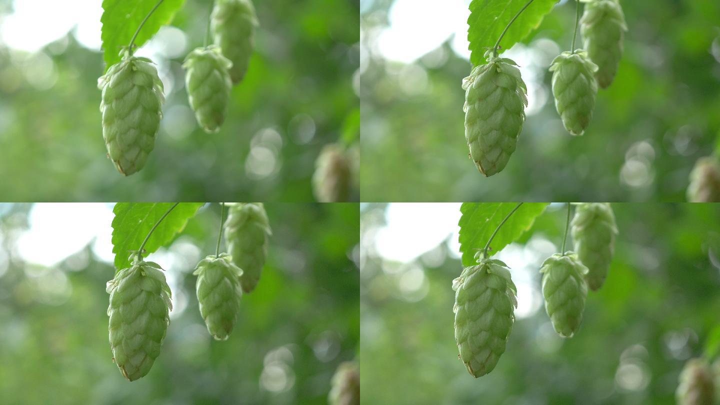 种植园里的啤酒花树枝