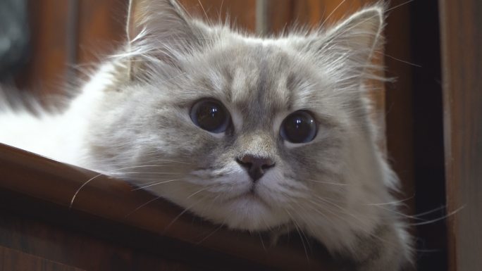 西伯利亚色猫画像