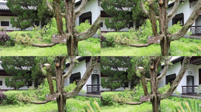 李时珍本草纲目纪念馆龙柏树植草药