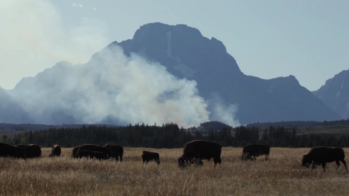 森林火灾浓烟映衬出野牛群的轮廓