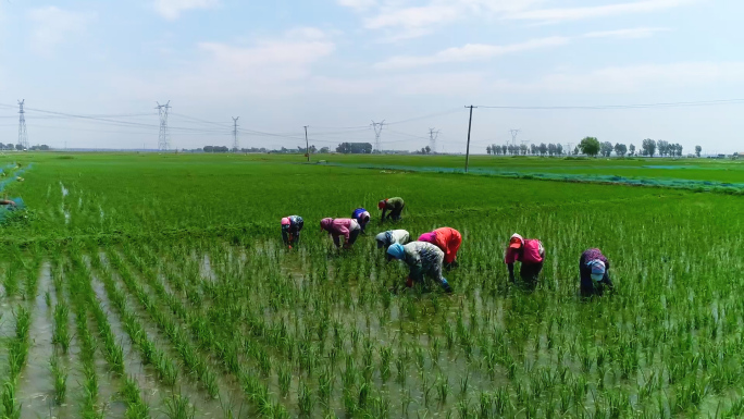 种水稻