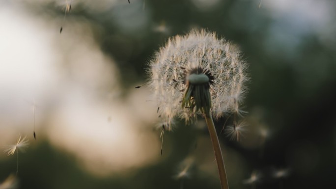 白蒲公英花被风吹散