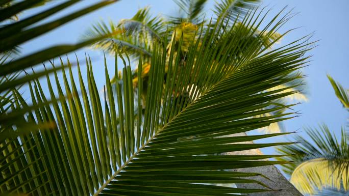 椰子树的树冠