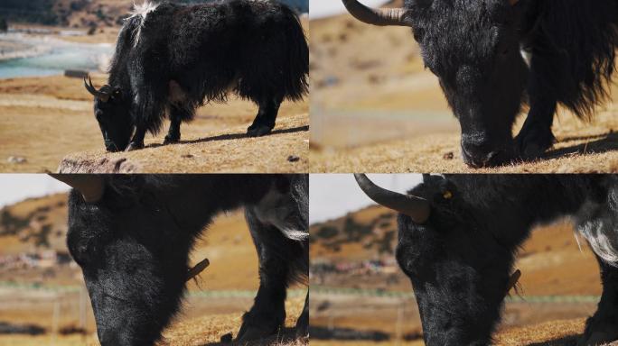 西藏牦牛视频
