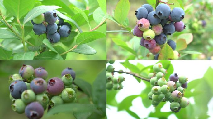 4K蓝莓树上的蓝莓水果皇后