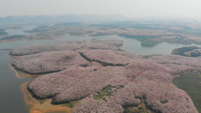 中国贵州最大樱花园3840X2160