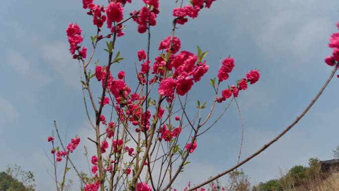 春天　桃花　红花　实拍