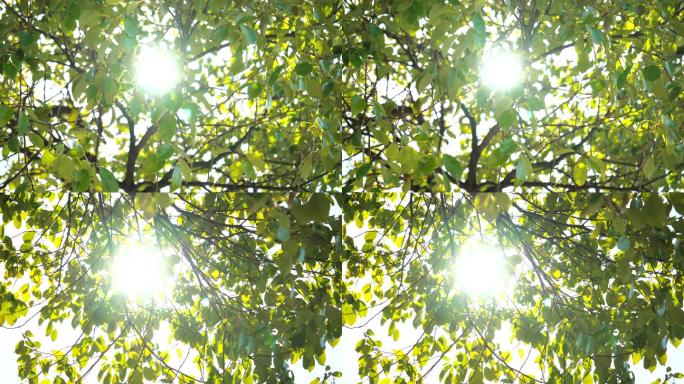 4K夏日阳光透过树叶写意空镜