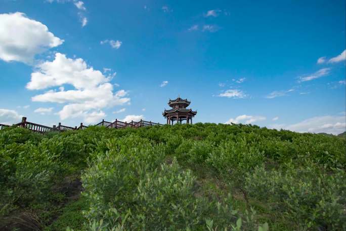 4K六段贵州麻江蓝莓种植基地延时