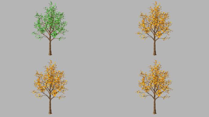 4银杏树四季生长变化-带透明通道