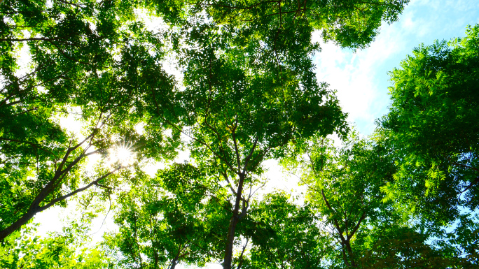 森林清晨阳光树叶4K实拍视频