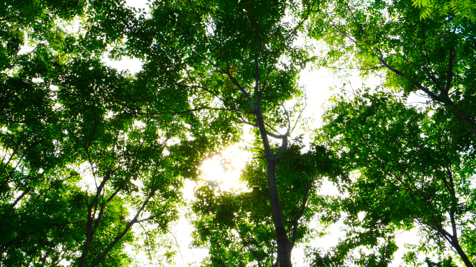 森林清晨阳光树叶4K实拍视频