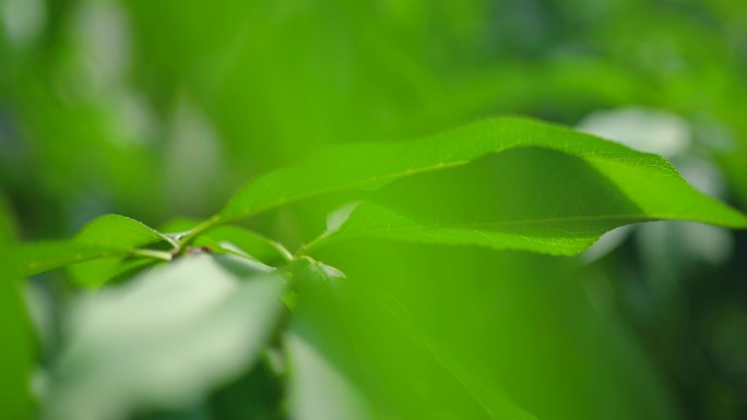 实拍植物树叶桃叶