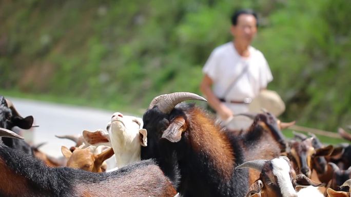 放养野黑山羊