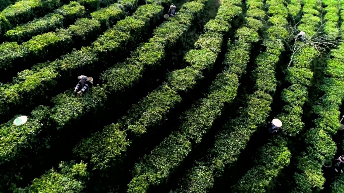 云南茶山4K航拍