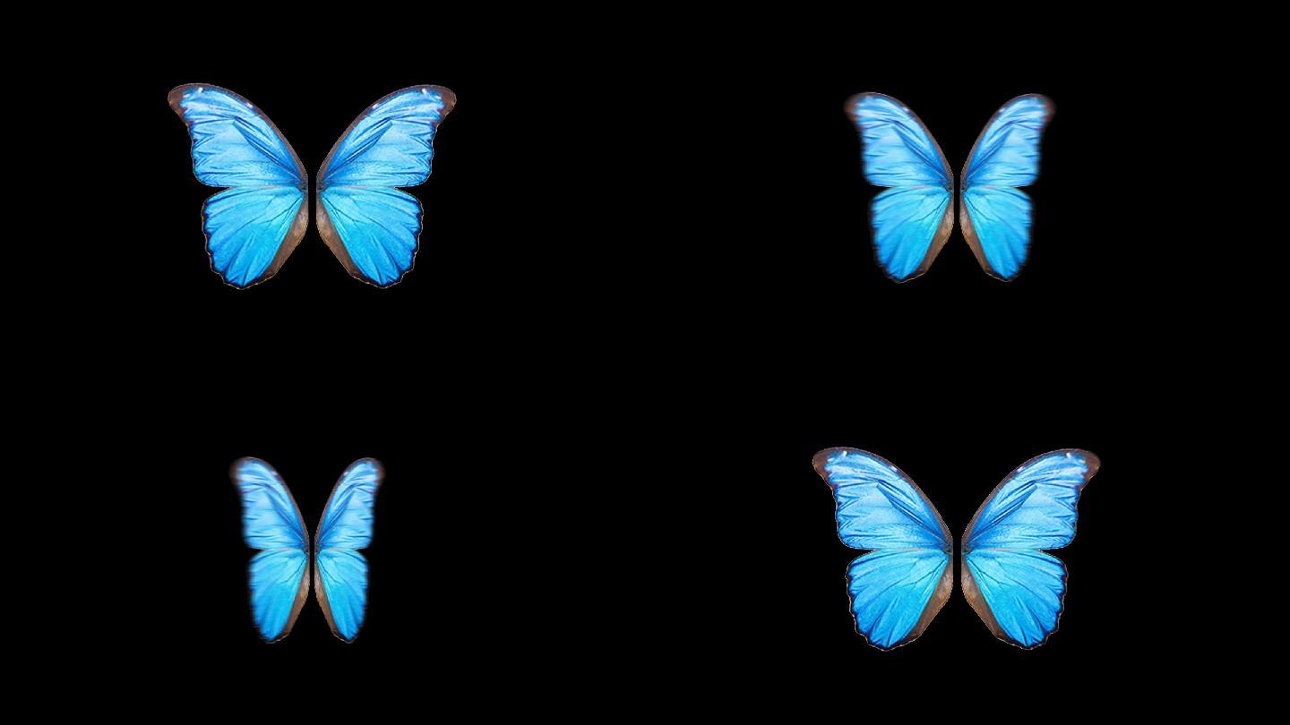 蓝色蝴蝶动态循环通道