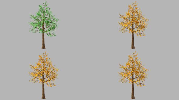 5银杏树四季生长变化-带透明通道
