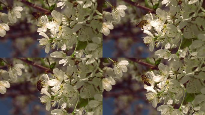 蜜蜂从樱桃树上采集花粉