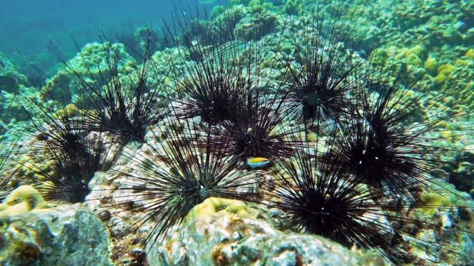 水下黑色长棘海胆海底世界海洋生物三亚潜水