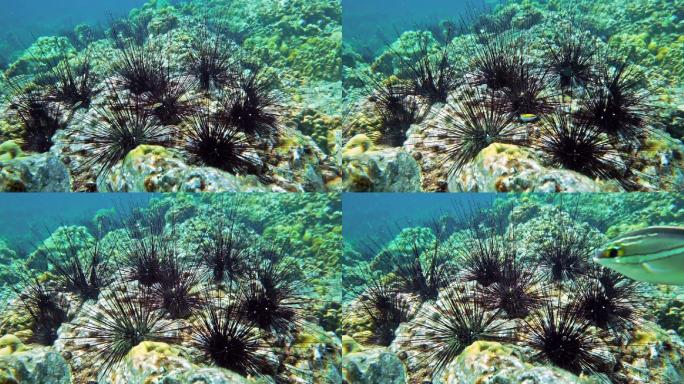 水下黑色长棘海胆海底世界海洋生物三亚潜水