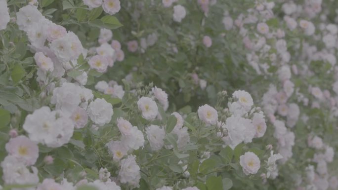 高清升格蔷薇花花墙花瀑布8条素材【灰片】