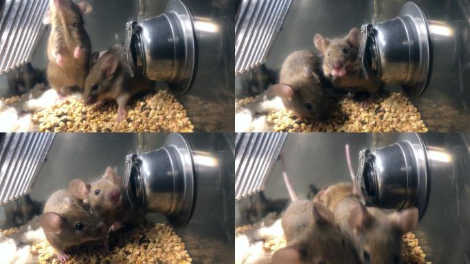 笼子里的棕色老鼠实验室老鼠做实验老鼠捕鼠