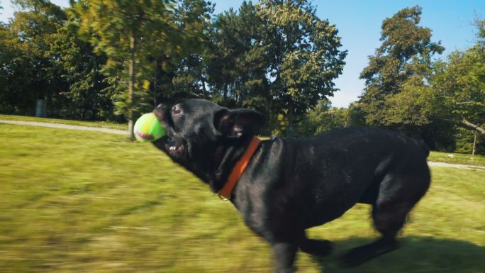 狗狗在公园里奔跑斗牛犬捡球欢乐时光花草树
