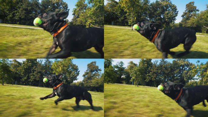 狗狗在公园里奔跑斗牛犬捡球欢乐时光花草树