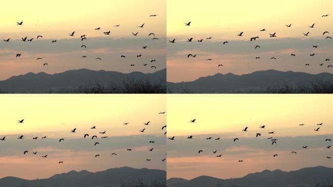 群鸟在天空中飞行过冬南飞大雁黄昏晚霞群鸟