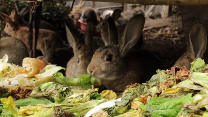 养殖兔子进食