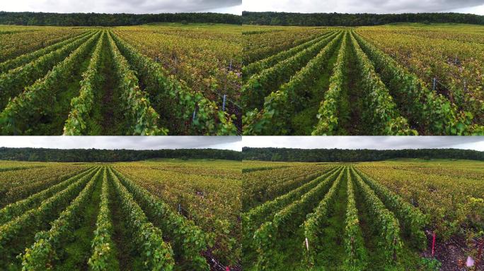 葡萄园欧洲法国酿酒生长乡村场景
