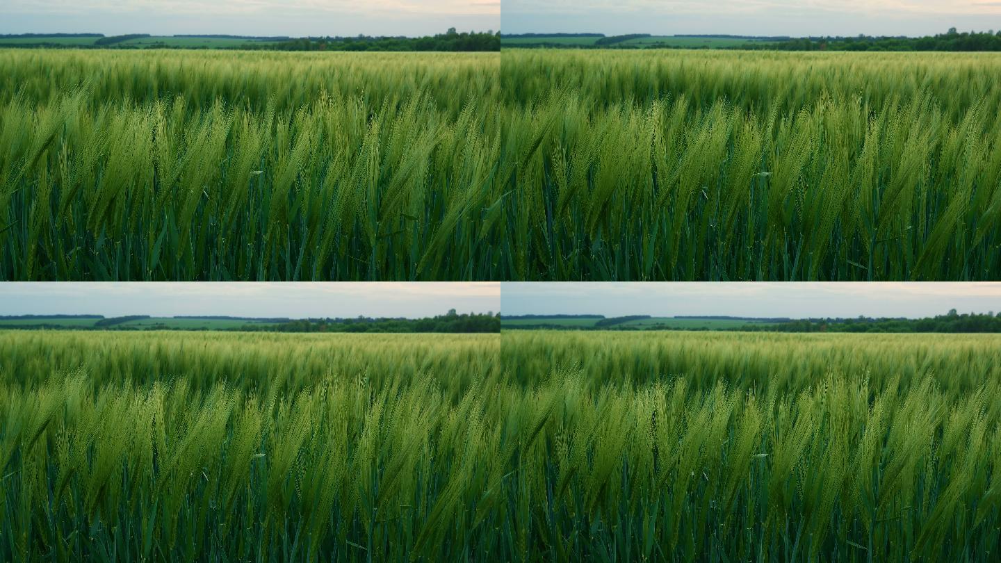 绿色的麦秆随风飘扬。麦田。