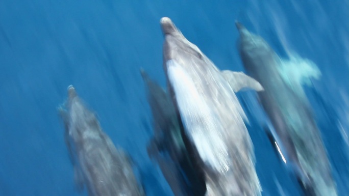 海豚在游泳。高速速度海狶
