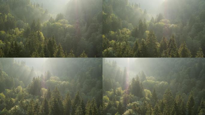 日出时的森林晨雾早晨清晨阳光洒满树林4K