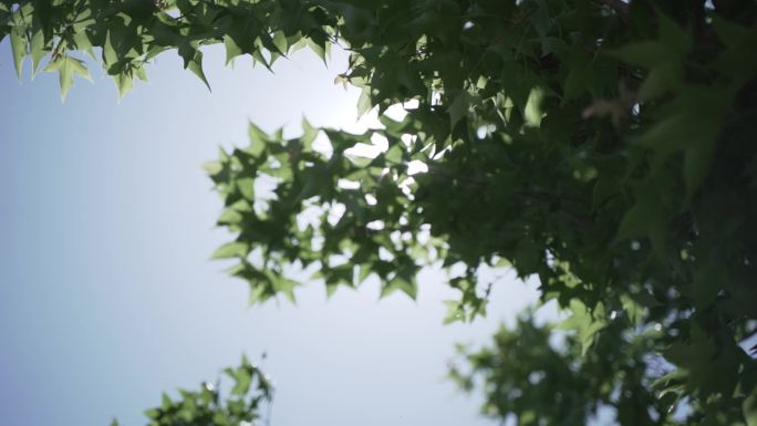 绿色空镜阳光下的叶子